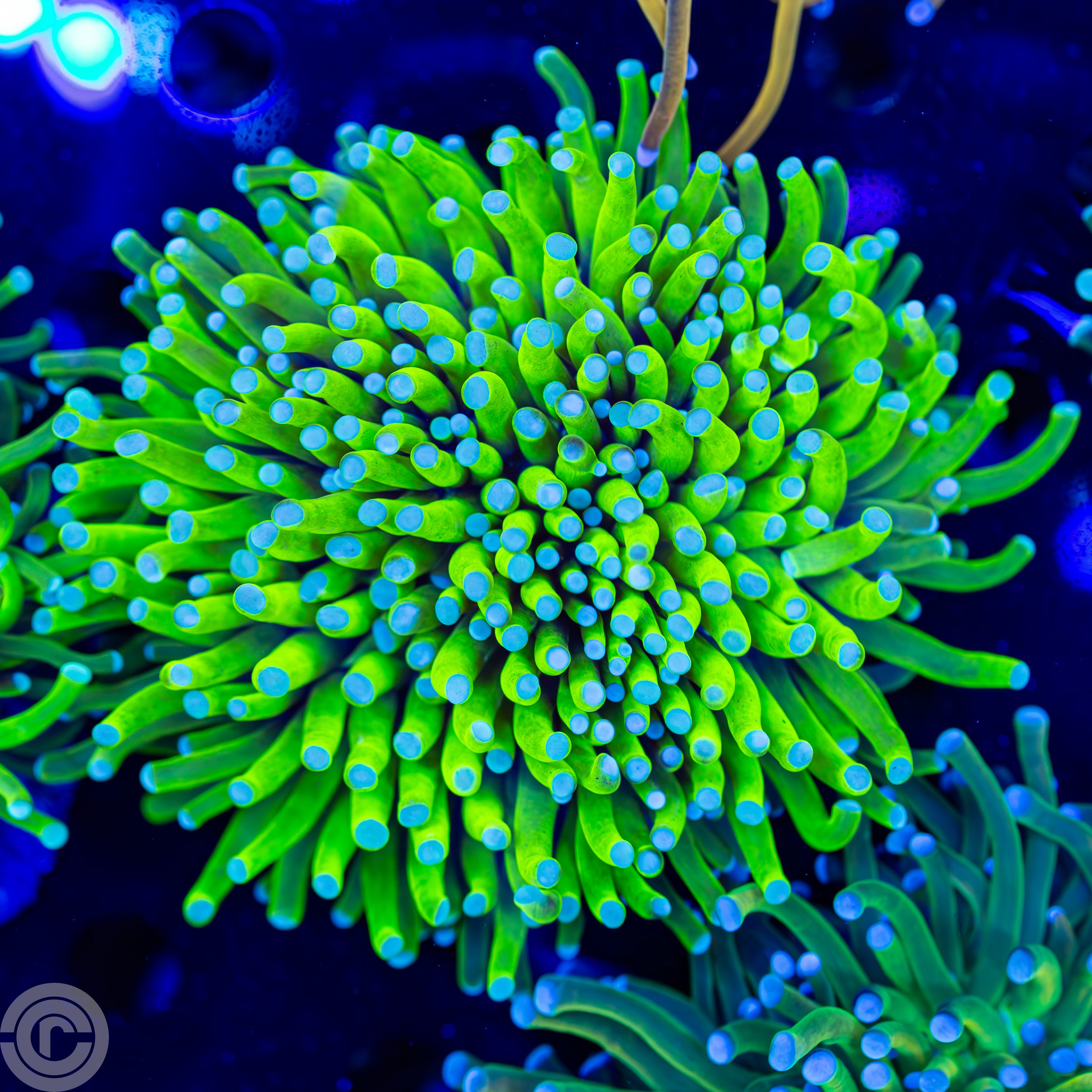 Torch Corals and More