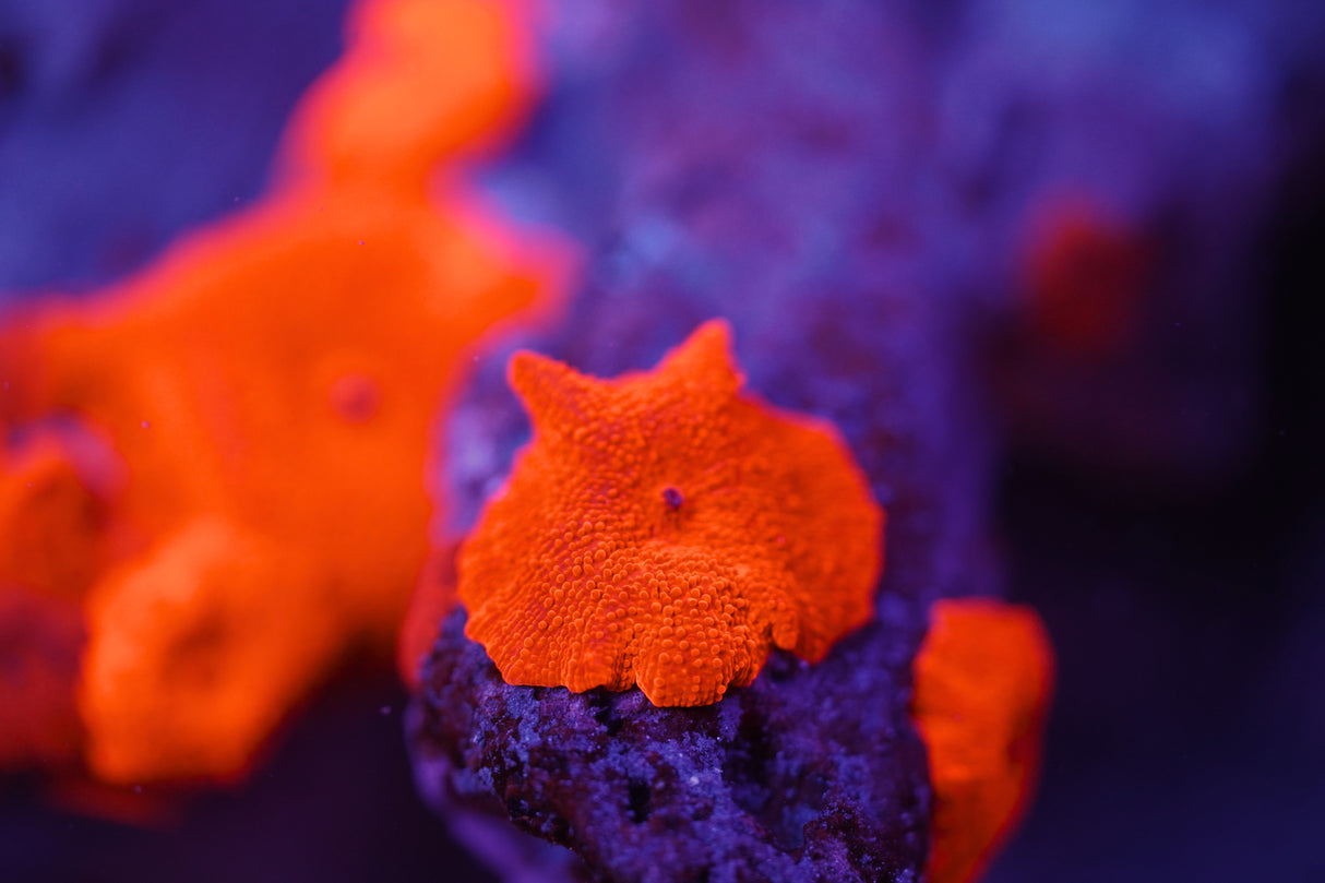 Single Ferrari Mushroom Coral