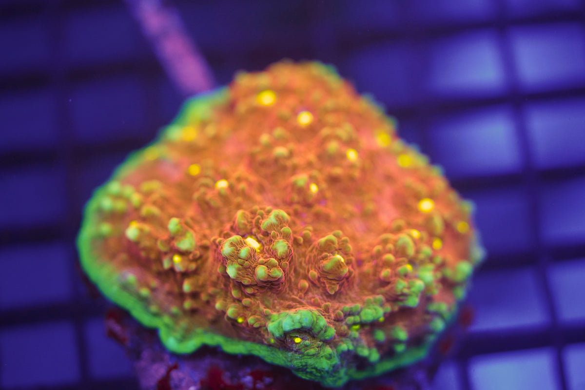 C&M Watermelon Chalice Coral