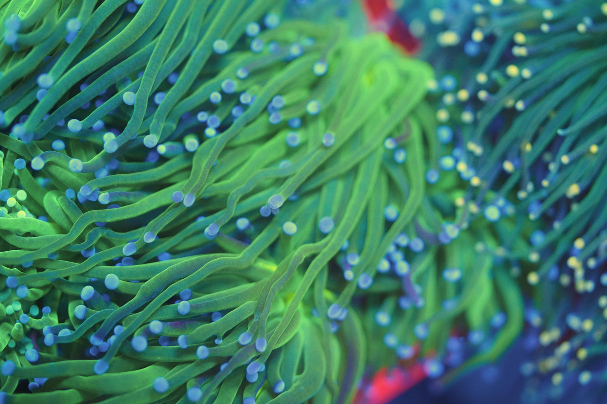 C&M Blue Tip Indo Torch Coral