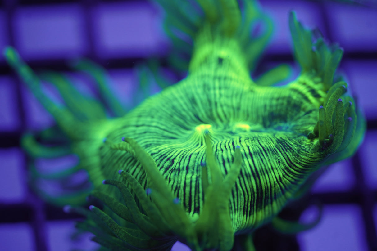 C&M Blue Tip Cone Elegance Coral