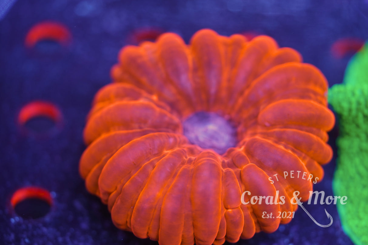 Cynarina lacrymalis Coral