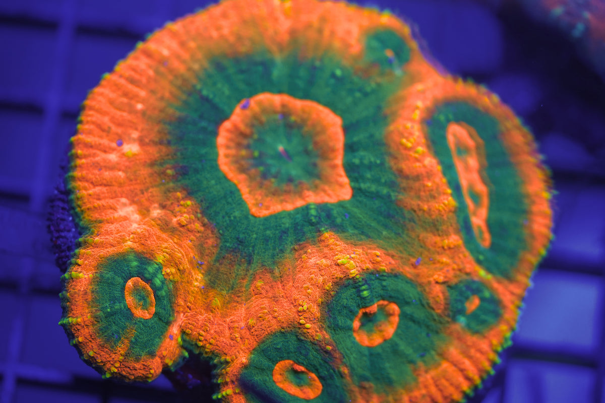 C&M Scolymia Vitiensis Coral