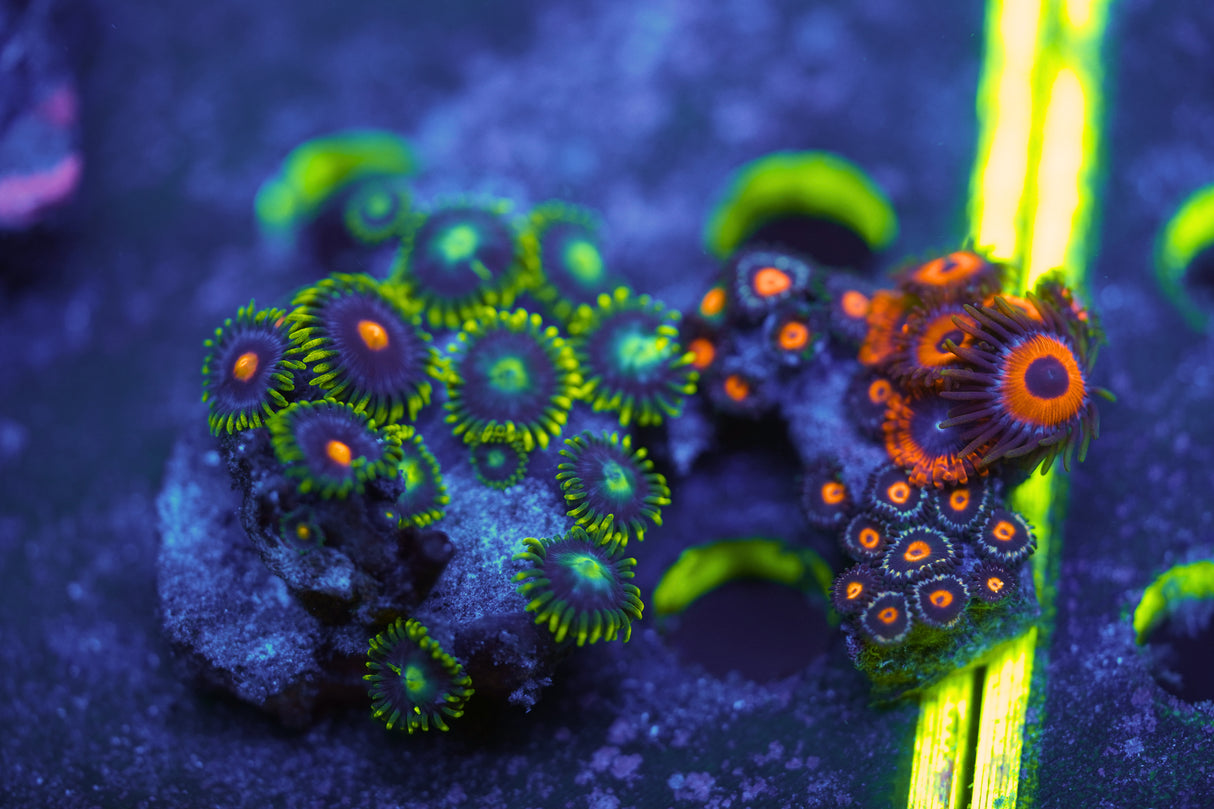 Multi Colored Zoa Rock