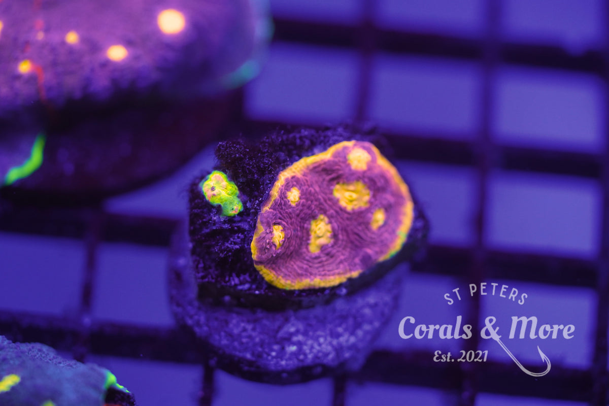 C&M Chalice Jelly Chalice Coral