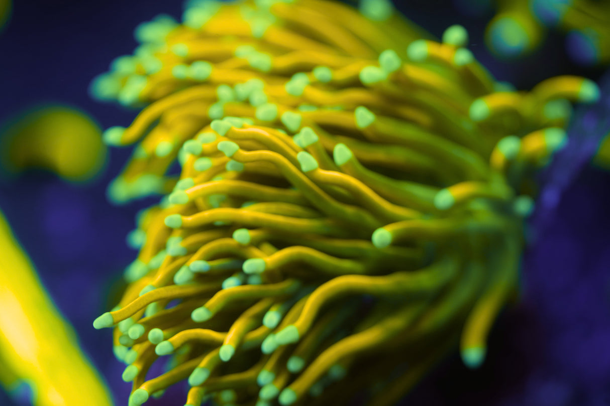 C&M Baby Gold Torch Coral Single Head