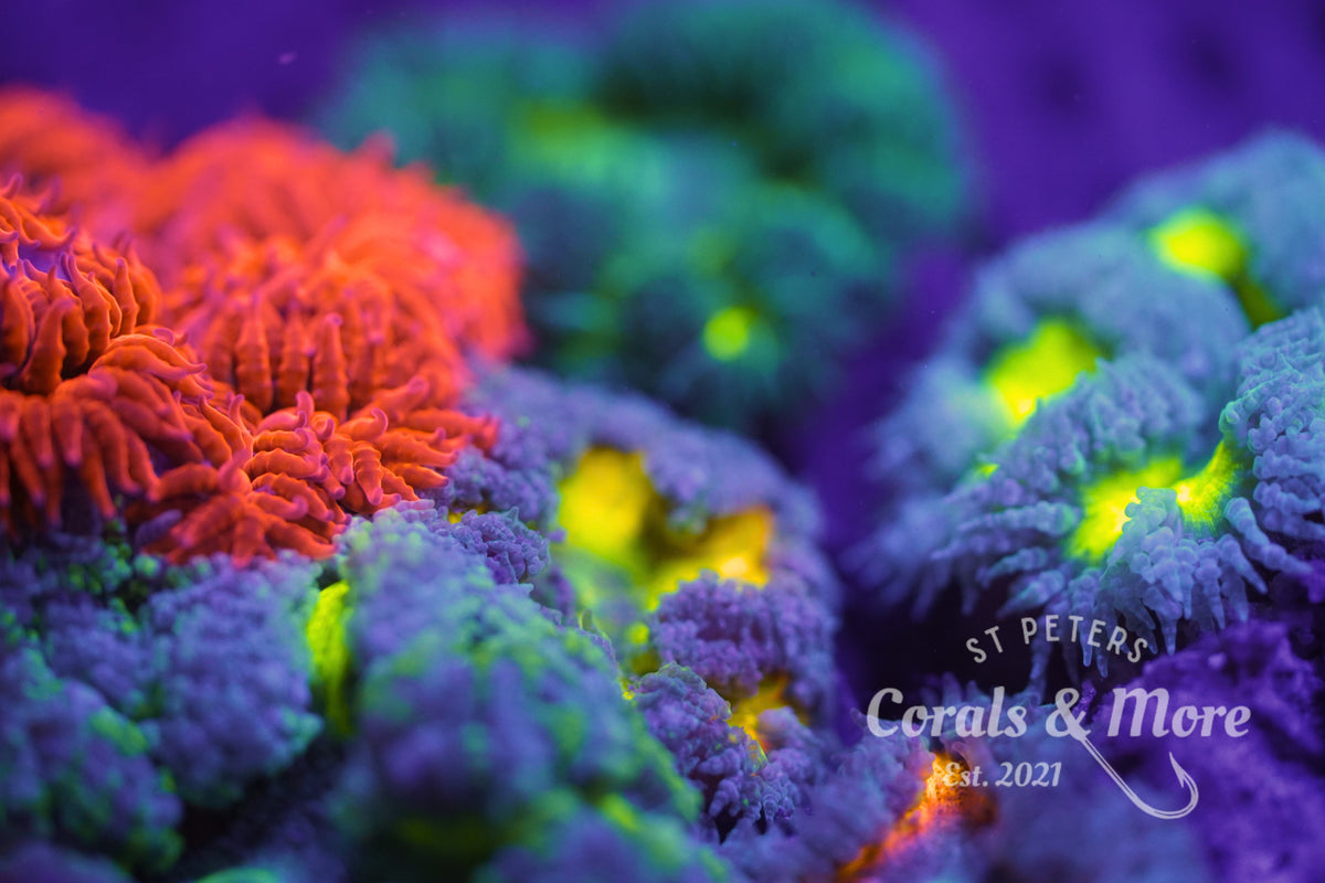 C&M Ultra Rock Flower Anemone