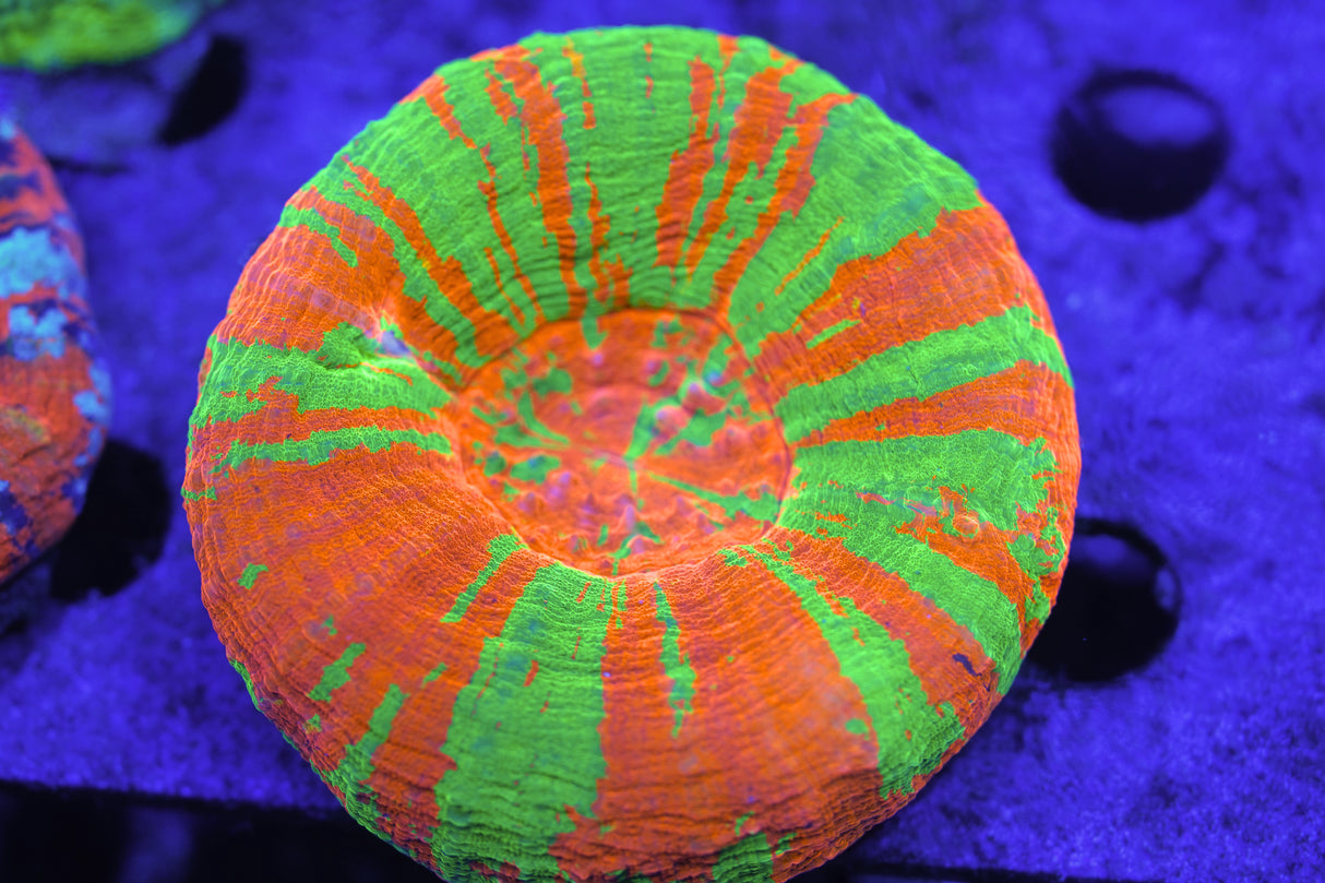 Premium Master Scoly Coral