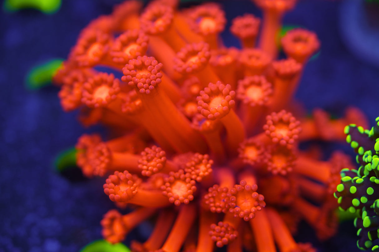 C&M Red Goni Coral Frag