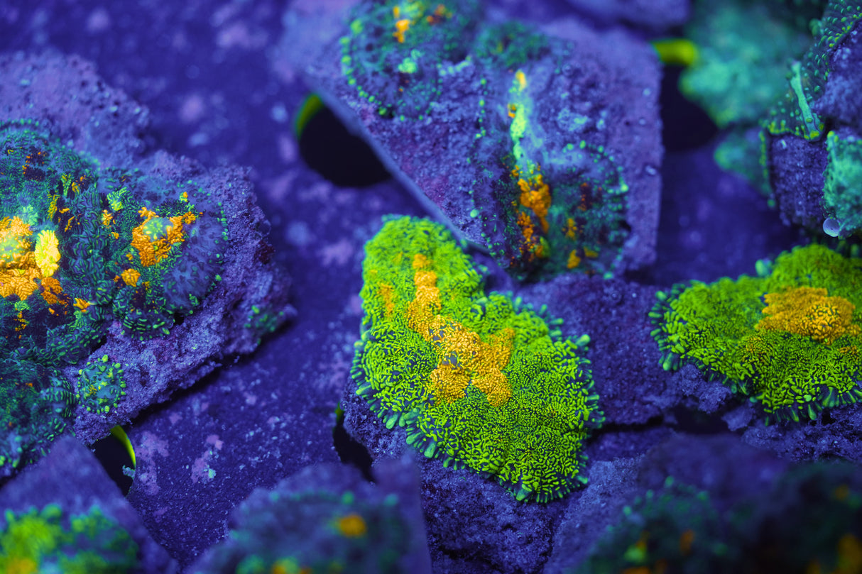 C&M Gold Ore Mushroom Coral