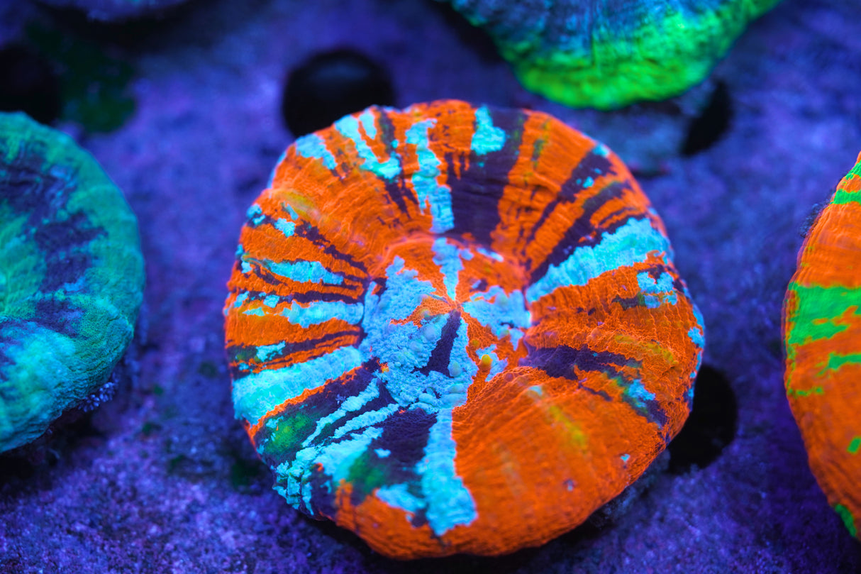 Premium Scoly coral
