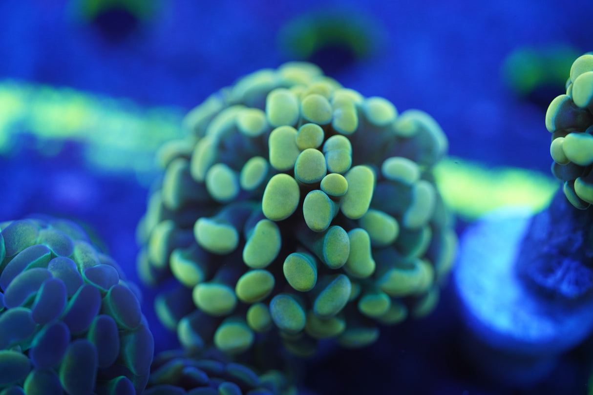 C&M Golden Halo Hammer Single Head Coral