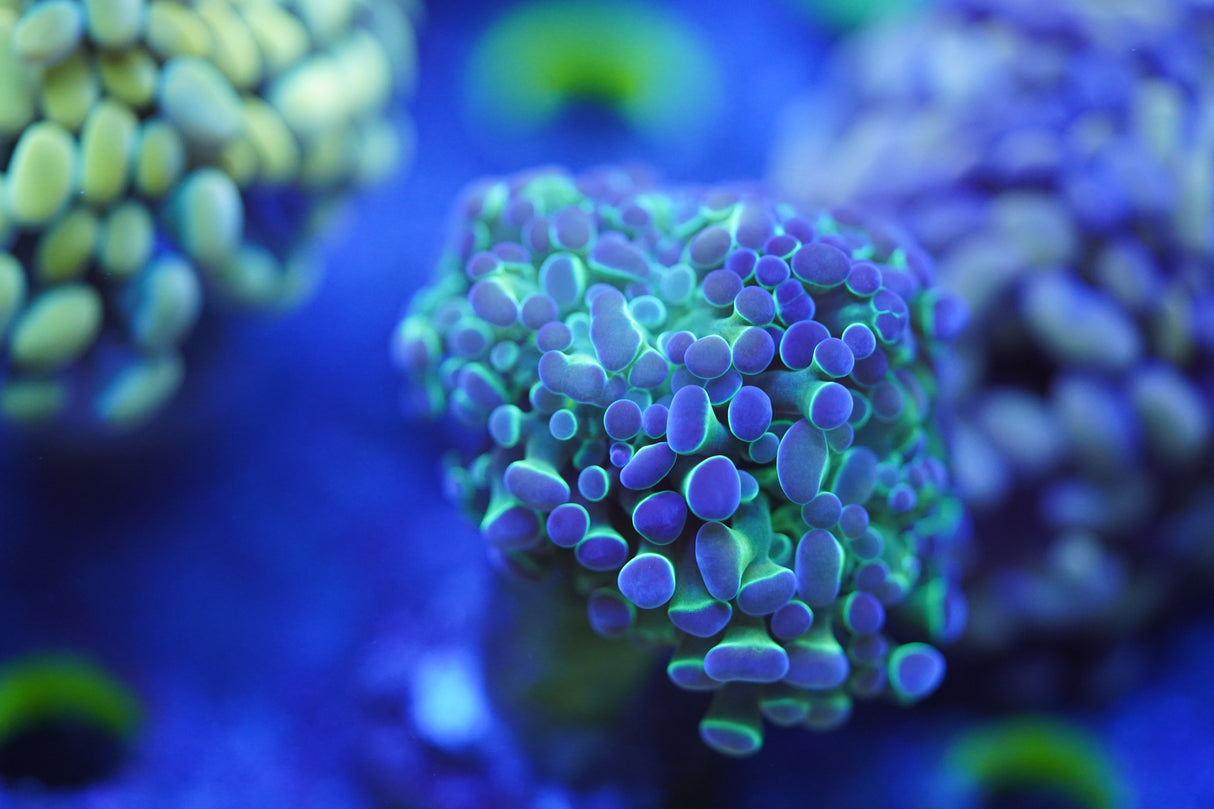 C&M Rainbow Halo Hammer Single Head Coral