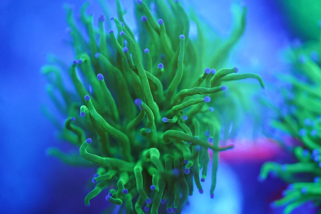 C&M Todds Torch Coral