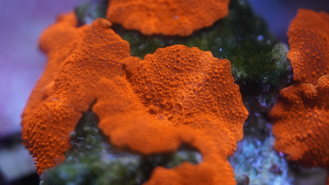 Red Mushroom Coral Single Head (Ferrari Colored Discosoma)