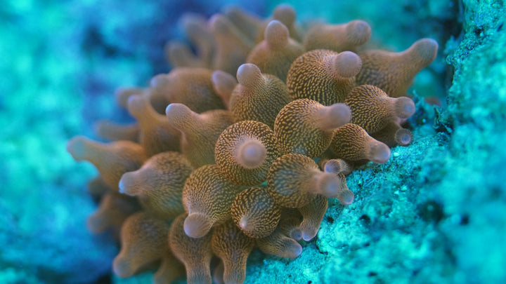 Rose Bubble Tip Anemone M size