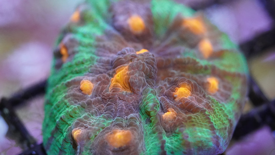 Jason Fox Sundrop Chalice Coral