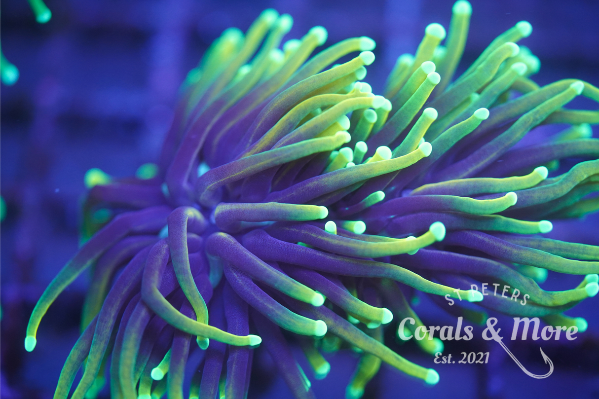 Dragon Soul Torch 2 heads