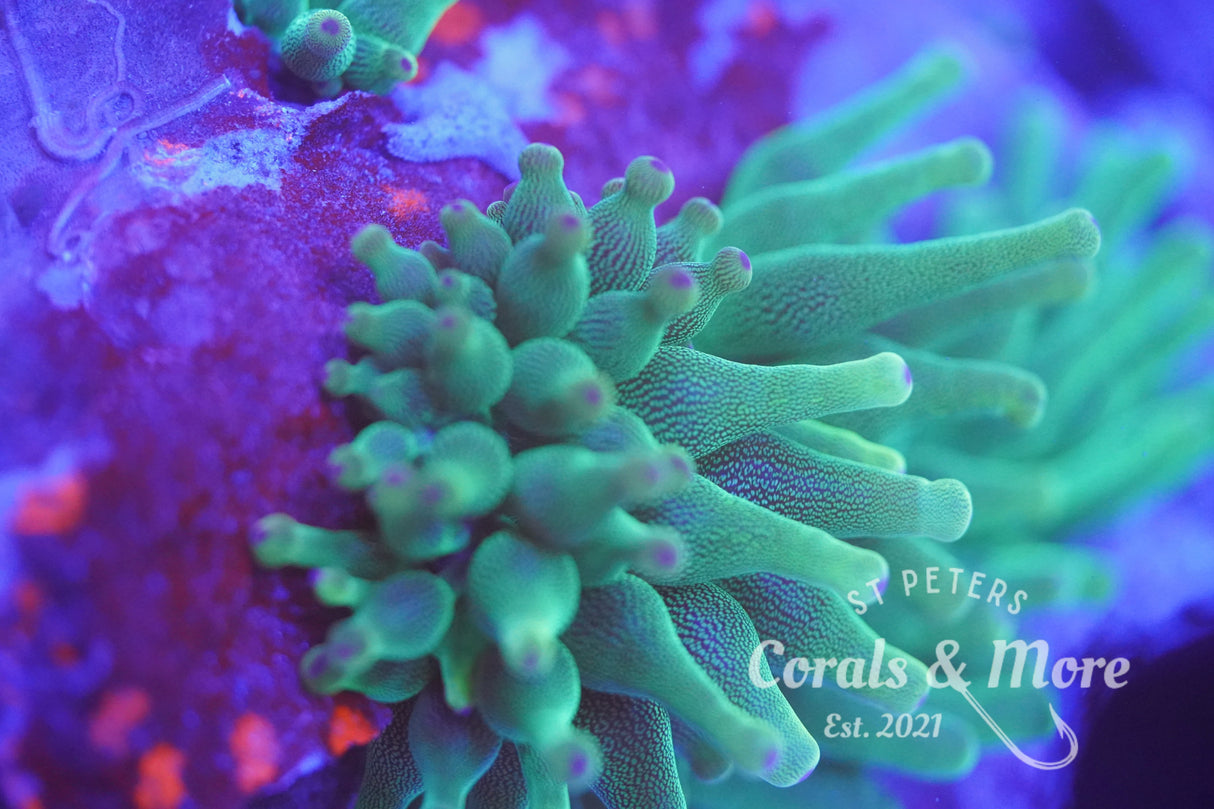 C&M Nexus Green Hybrid Anemone