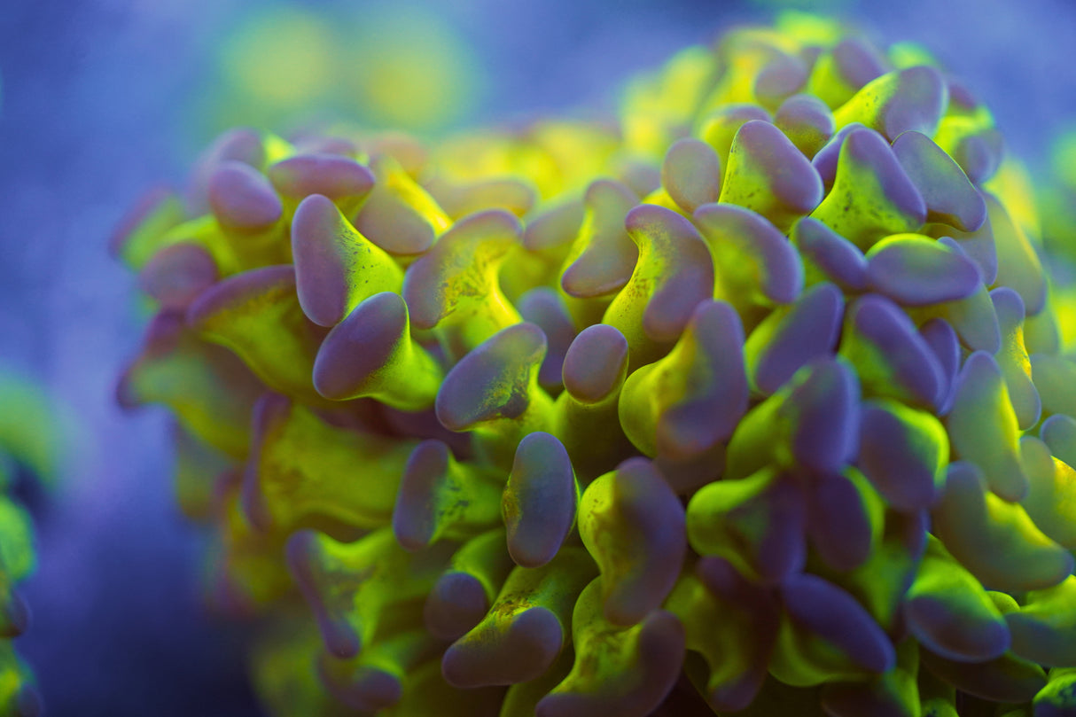 King Kong Hammer Coral Single Head