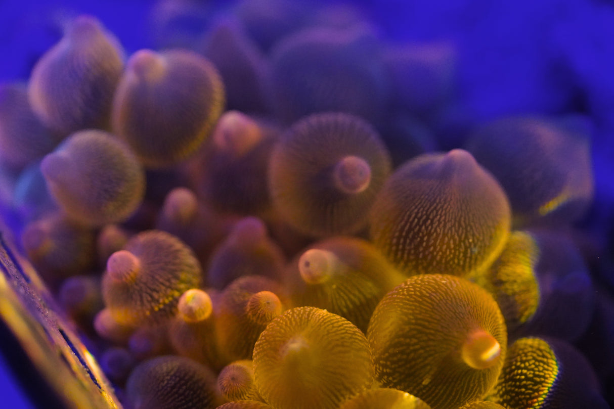 Rainbow Bubble Tip Anemone