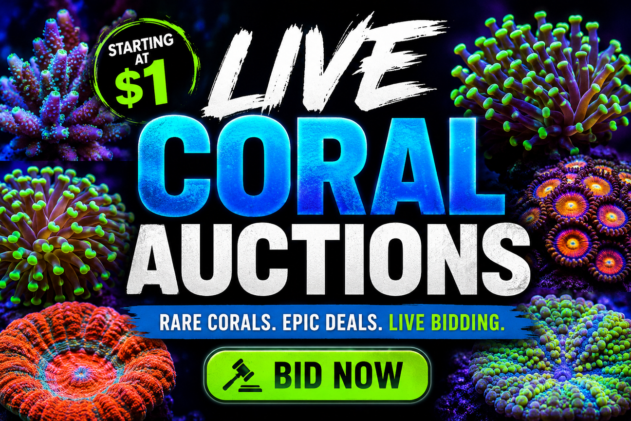 Weekly WYSIWYG Coral Auctions
