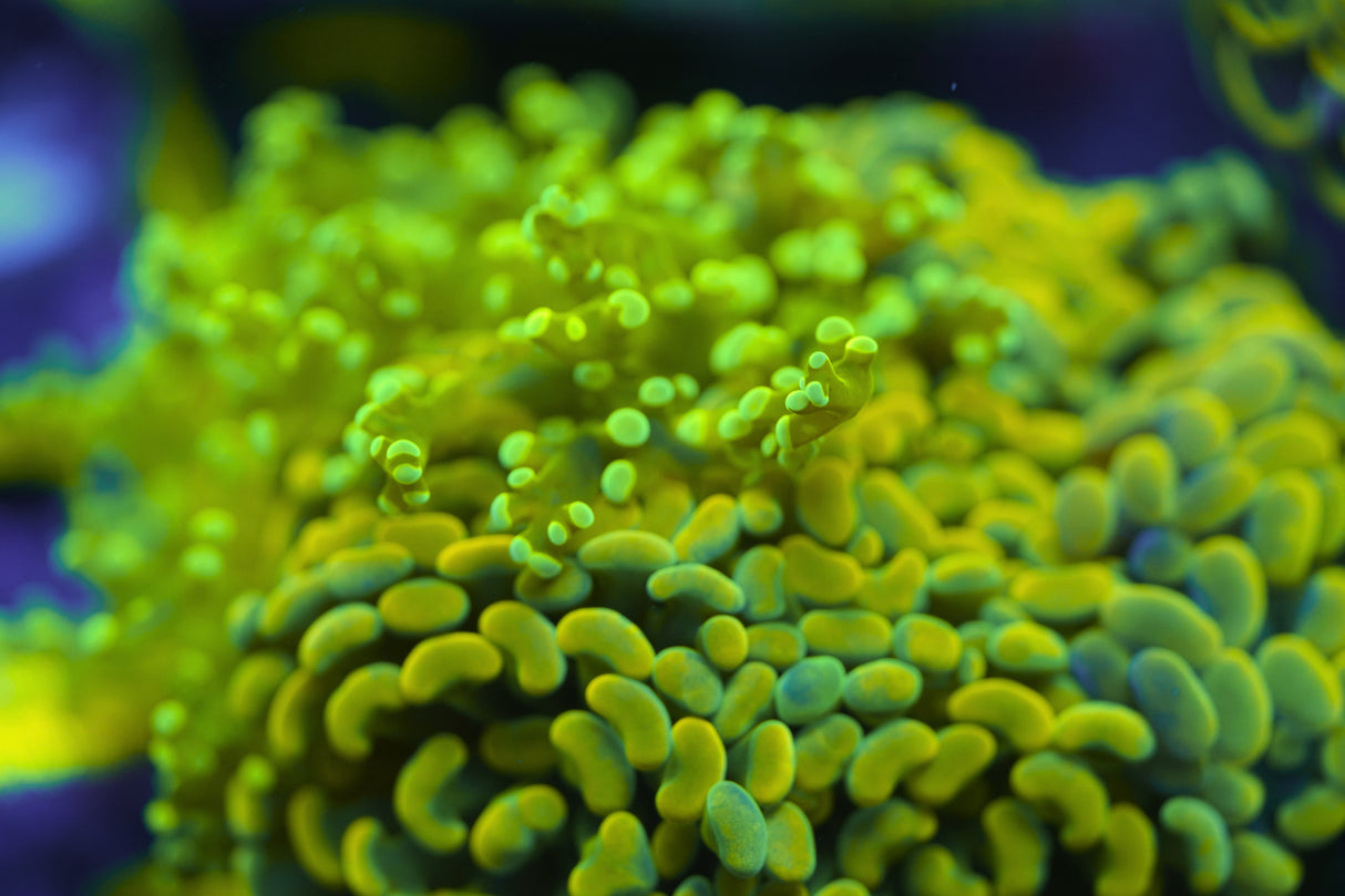 C&M Random Euphyllia Puck With 4-7 Coral Heads