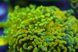 C&M Random Euphyllia Puck With 4-7 Coral Heads