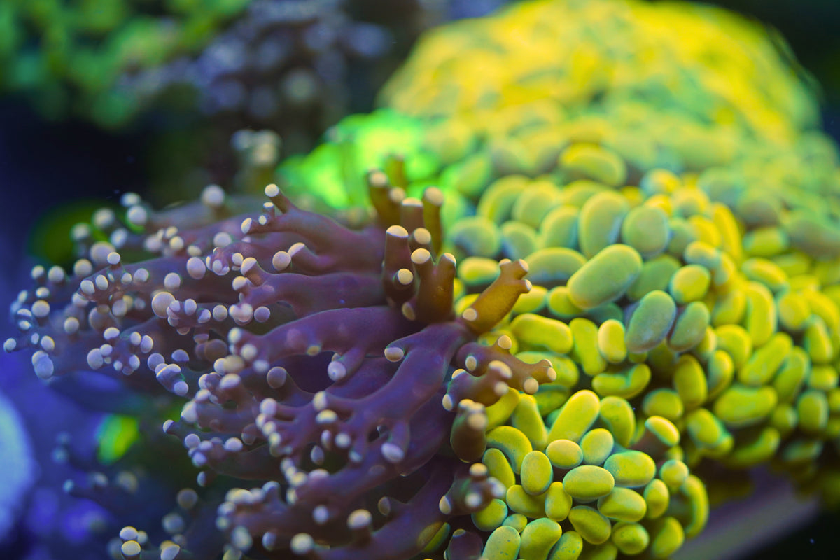 C&M Random Euphyllia Puck With 4-7 Coral Heads