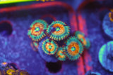 Corals & More Monthly Mystery Box