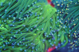 C&M Blue Tip Indo Torch Coral