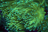 C&M Cotton Candy Hybrid Torch Coral