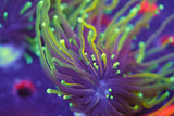 Dragon Soul Torch Coral