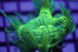 C&M Blue Tip Cone Elegance Coral