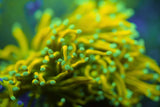 C&M Baby Gold Torch Coral Single Head