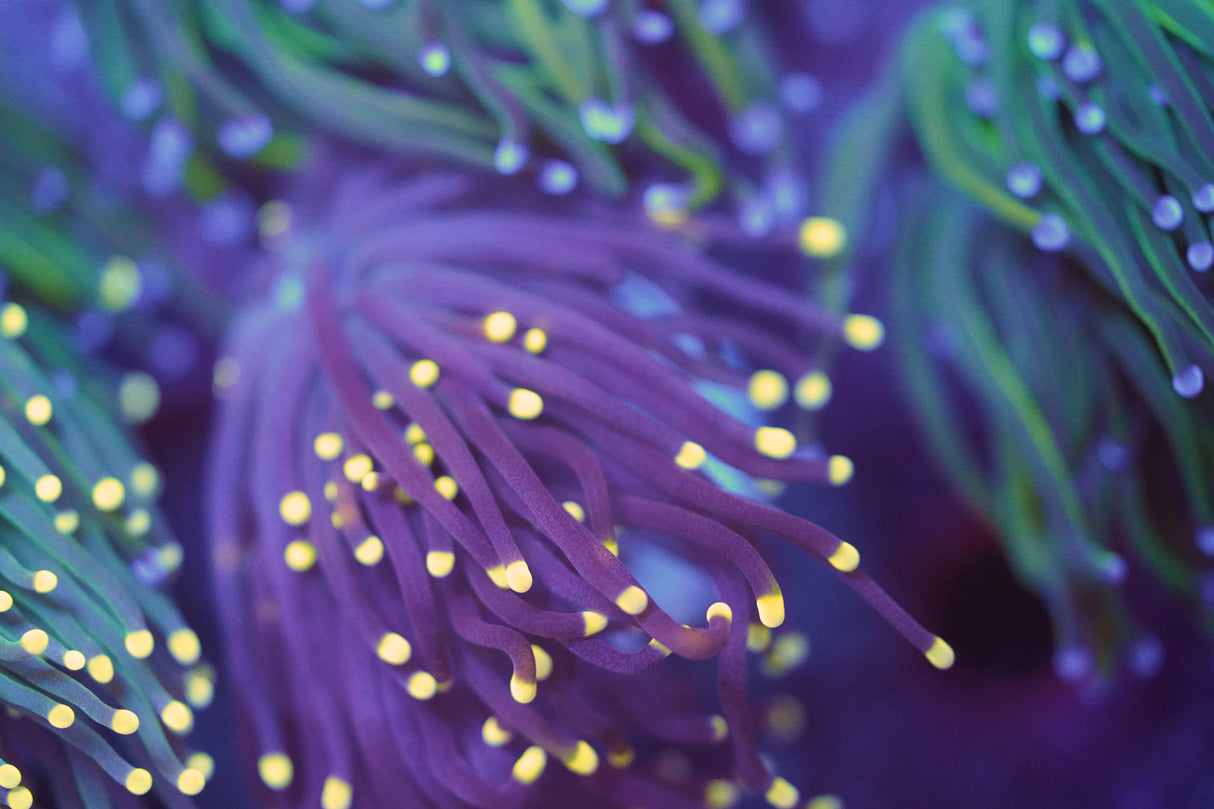 C&M Black Torch Coral