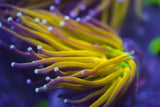 C&M Tiger Torch Coral Single Head