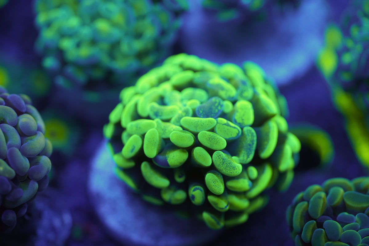 C&M Green Splatter Hammer Single Head Coral