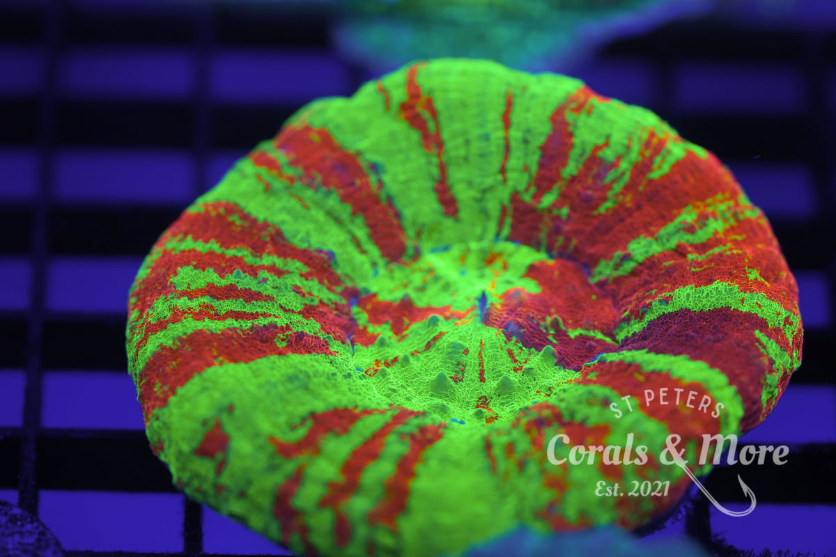 C&M WSYIWYG Master Scoly Coral