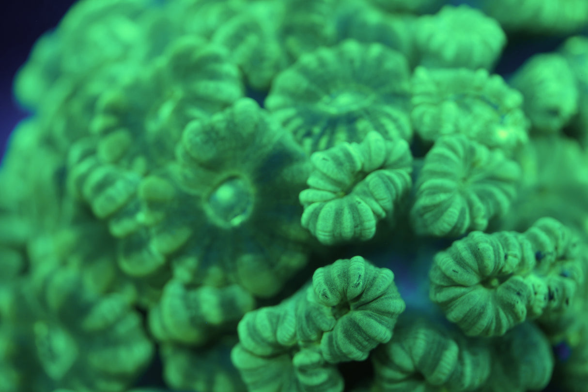 Single Head CandyCane Coral Frag