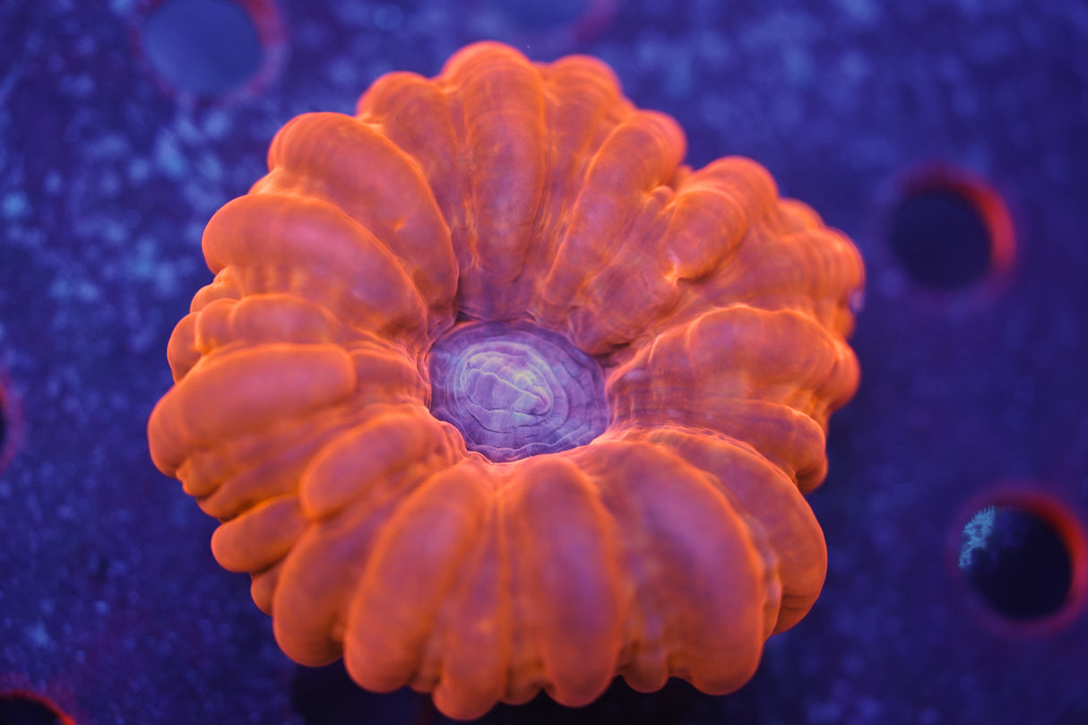 Corals & More Monthly Mystery Box