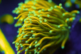C&M Baby Gold Torch Coral Single Head