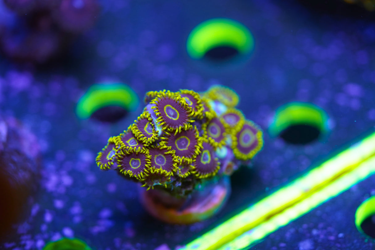 Blue Hornet Zoa Frag