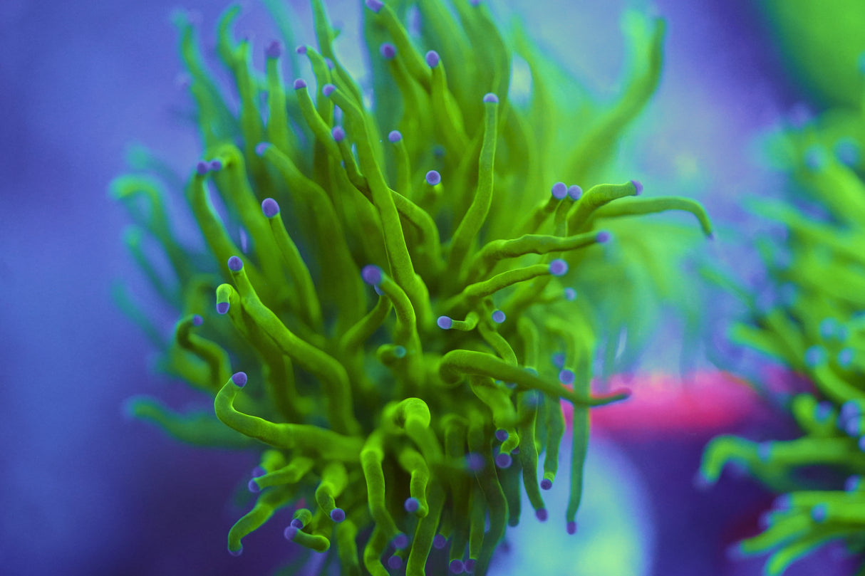 C&M Todds Torch Coral