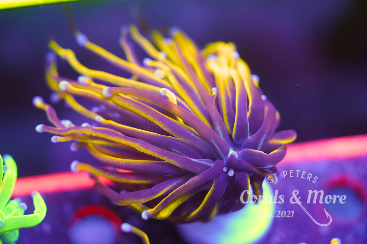 Wolverine Torch Coral