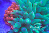 C&M Nexus Green Hybrid Anemone