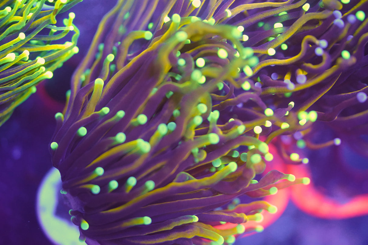 C&M Dragon Soul Torch Coral