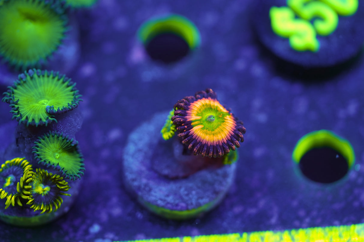 Rainbow Incinerator Zoa