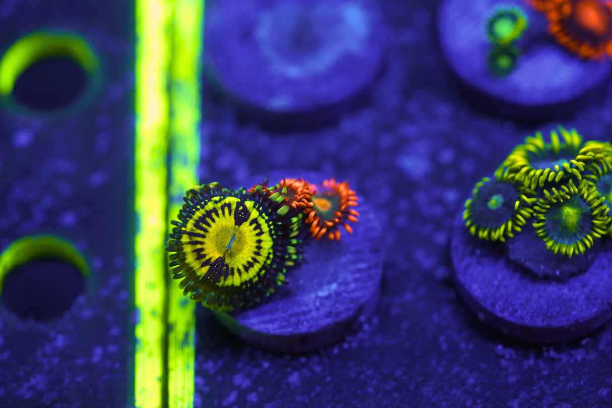 Butt-Muncher Zoa Frag