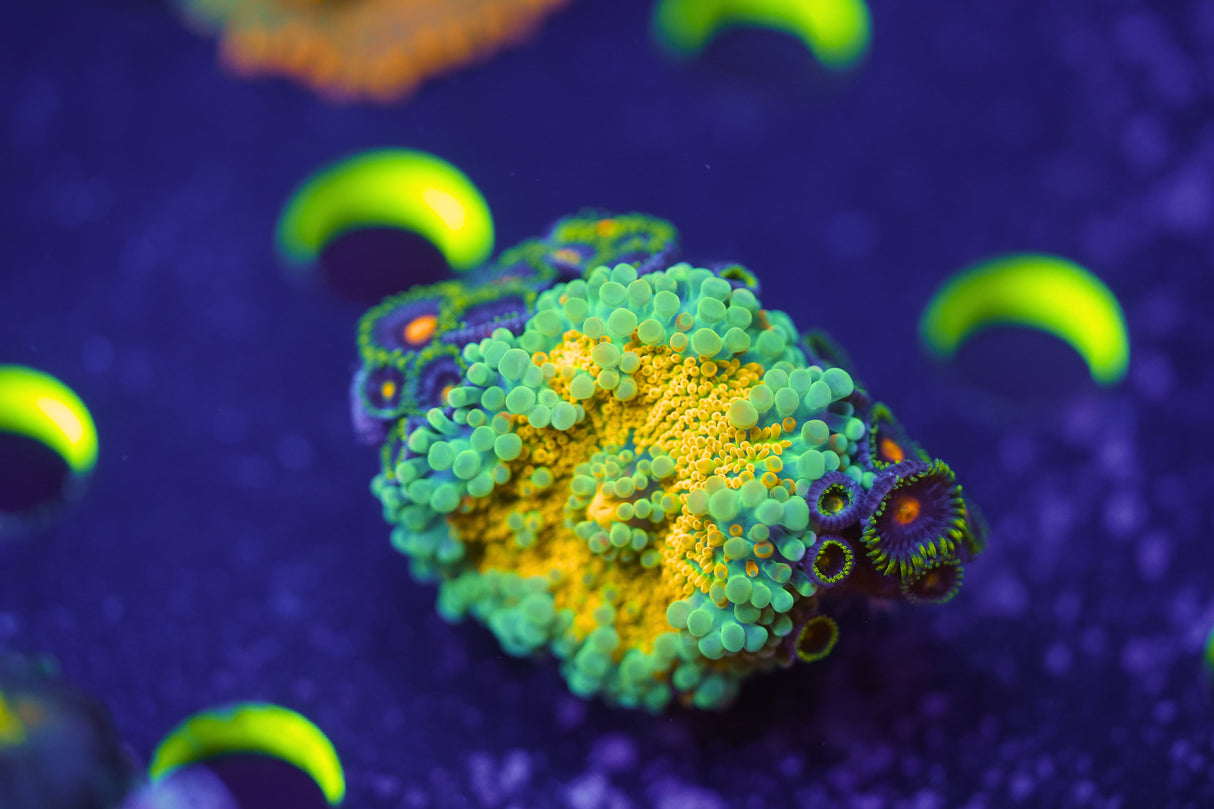 Hyper Yuma Coral with Zoas!